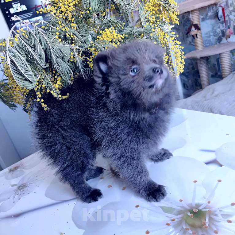 Собаки в других городах Тульской области: Щенки шпица померанского Мерле Разнополые, 30 000 руб. - фото 4