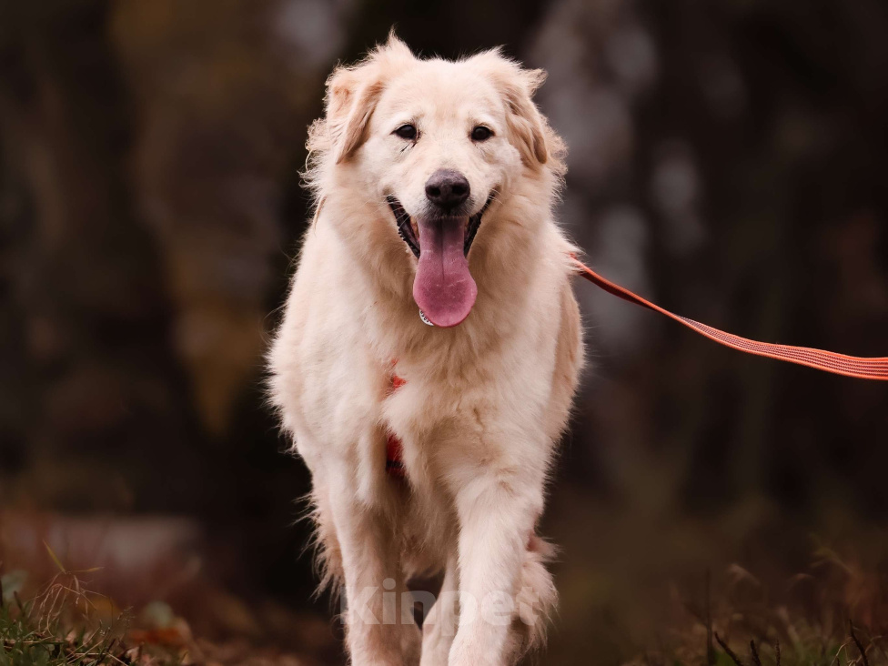 Собаки в Москве: Золотистый ретривер в добрые руки Девочка, Бесплатно - фото 2