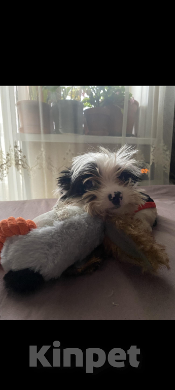 Собаки в Москве: Йорк Бивер мальчик Мальчик, 30 000 руб. - фото 2