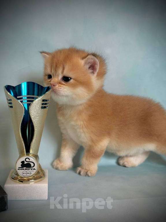 Кошки в Калуге: Британская золотая шиншилла Девочка, 45 000 руб. - фото 4