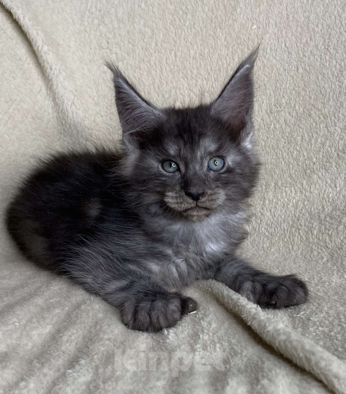 Кошки в Дмитрове: Черный дымчатый кот полидакт Wiking Мальчик, 50 000 руб. - фото 1