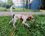 Собаки в Москве: Финик ищет семью Мальчик, Бесплатно - фото 6