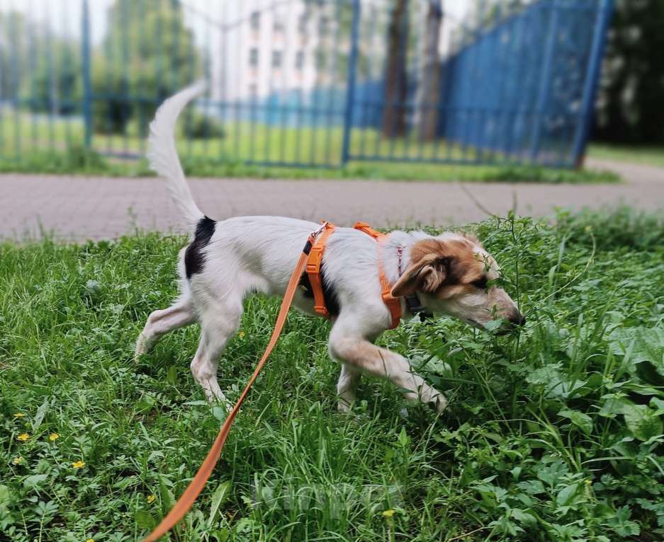 Собаки в Москве: Финик ищет семью Мальчик, Бесплатно - фото 6