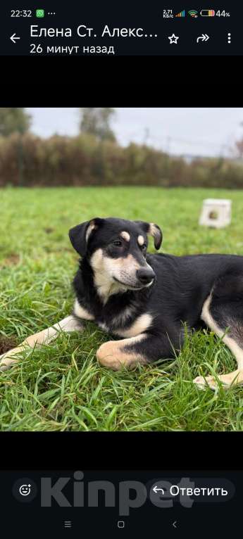 Собаки в Истре: Молодая красивая умная собака ищет дом и добрую семью Девочка, Бесплатно - фото 4