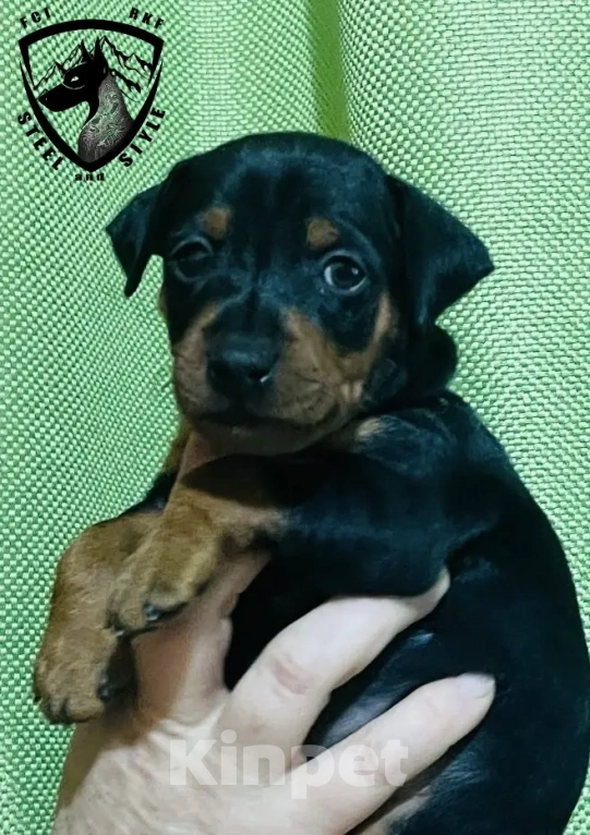 Собаки в Ялте: Великолепные щенки цверг пинчера Мальчик, 40 000 руб. - фото 5