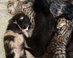 Кошки в Симферополе: Домашние, здоровые котята Девочка, 30 руб. - фото 1