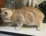 Кошки в Ардоне: Шотландский котёнок, 8 000 руб. - фото 2