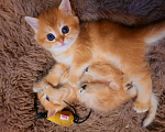 Кошки в Малоархангельске: Золотые мальчики Мальчик, 20 000 руб. - фото 2