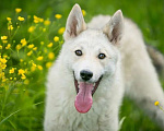 Собаки в Москве: Маленький волчонок Север ищет дом Мальчик, Бесплатно - фото 4