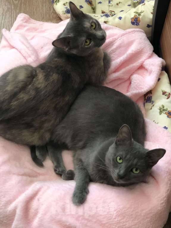 Кошки в Москве: Ириска  Девочка, Бесплатно - фото 4