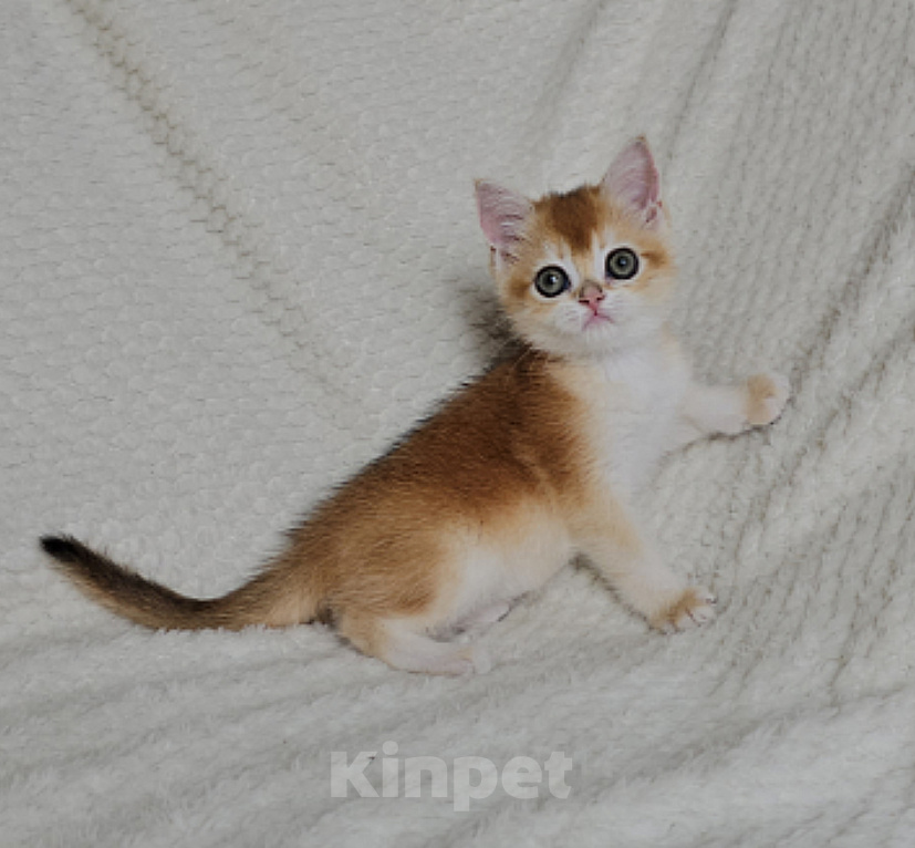 Кошки в Казани: Шотландский прямоухий котенок Девочка, 40 000 руб. - фото 1