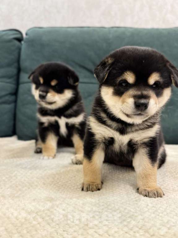 Собаки в Казани: Акира (Akira / 明) — «светлый, ясный» Мальчик, Бесплатно - фото 3