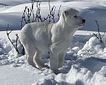 Собаки в Москве: Среднеазиатская овчарка, алабай, щенок Девочка, Бесплатно - фото 3