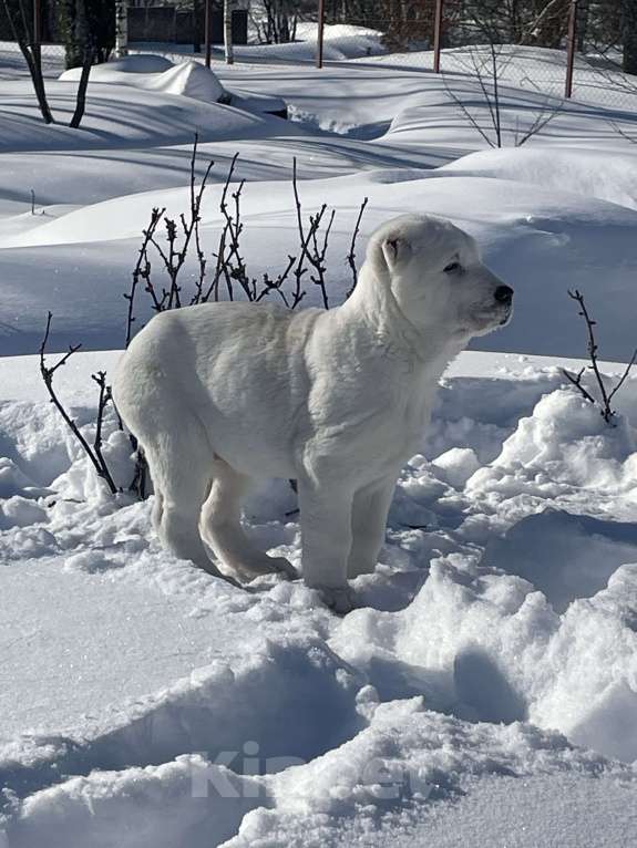 Собаки в Москве: Среднеазиатская овчарка, алабай, щенок Девочка, Бесплатно - фото 3