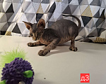 Кошки в Керчи: Котенок канадского сфинкса Девочка, 10 000 руб. - фото 3
