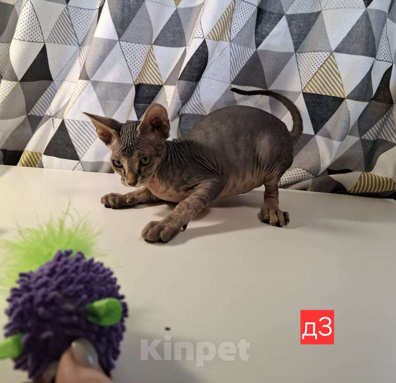 Кошки в Керчи: Котенок канадского сфинкса Девочка, 10 000 руб. - фото 3