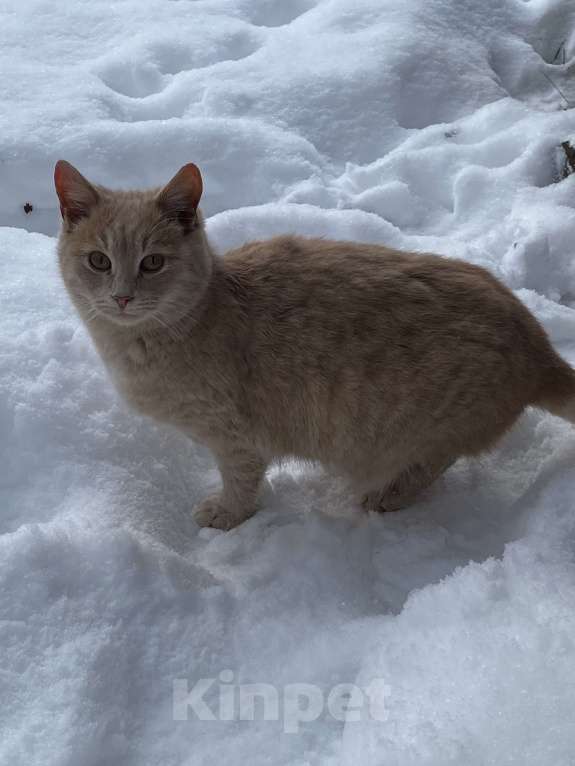 Кошки в Москве: Котик персиковый , подросток  Мальчик, Бесплатно - фото 3