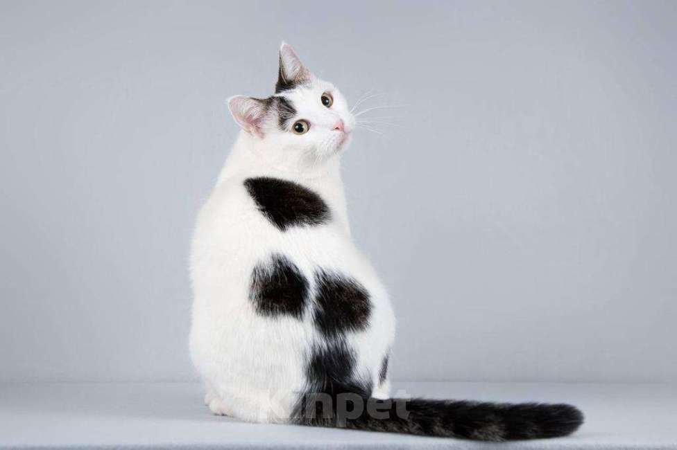 Кошки в Москве: Котейка Андрейка ищет доброе сердце.  Мальчик, Бесплатно - фото 4