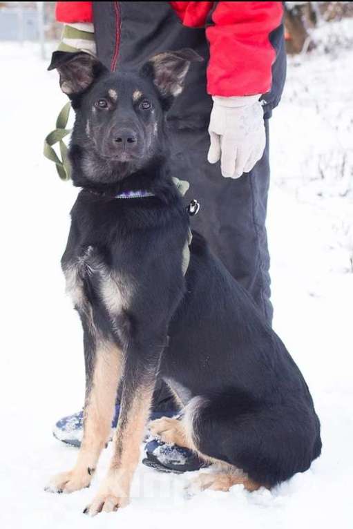 Собаки в Москве: Метис овчарки Марта в добрые руки Девочка, Бесплатно - фото 4