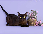 Кошки в Ростове-на-Дону: Американская Бурма котята Мальчик, Бесплатно - фото 6