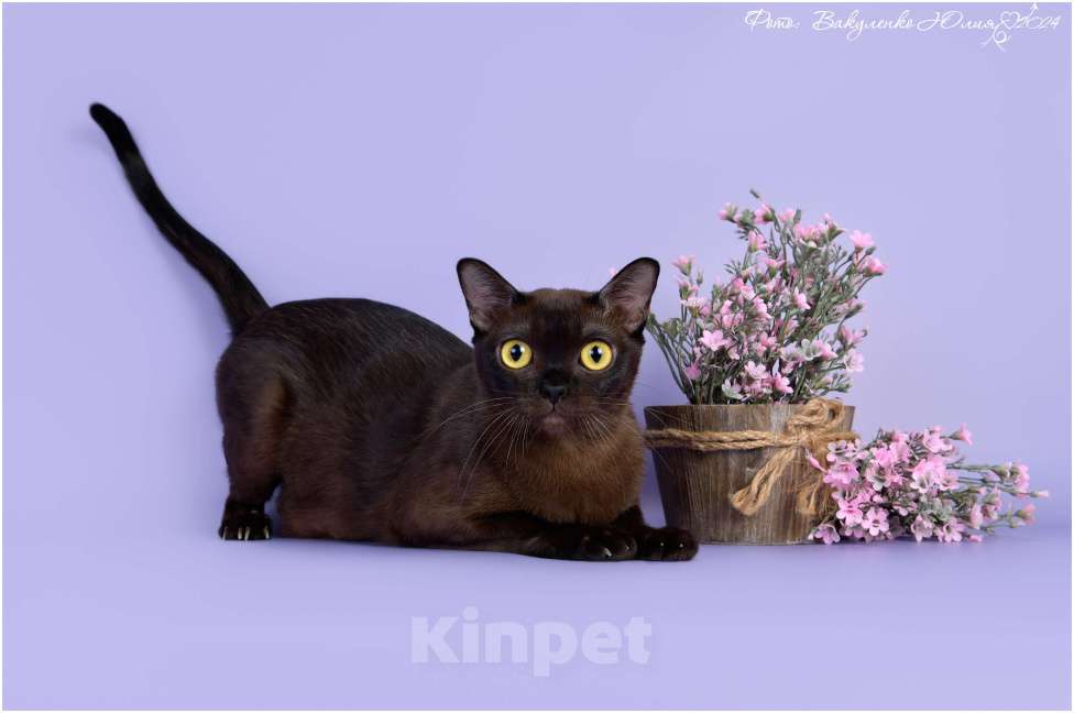 Кошки в Ростове-на-Дону: Американская Бурма котята Мальчик, Бесплатно - фото 6