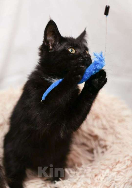 Кошки в Москве: Маленькая Кари ищет домик Девочка, Бесплатно - фото 3