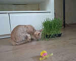 Кошки в Самаре: Котенок в добрые руки Мальчик, Бесплатно - фото 3