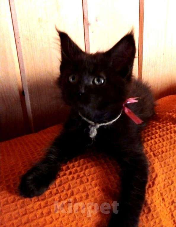 Кошки в Калуге: Без обмана, бывший питомник, котята Мейн-кун, 5 000 руб. - фото 1