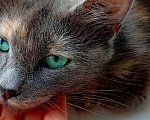 Кошки в Королеве: котенок Серафима в добрые руки Девочка, Бесплатно - фото 3