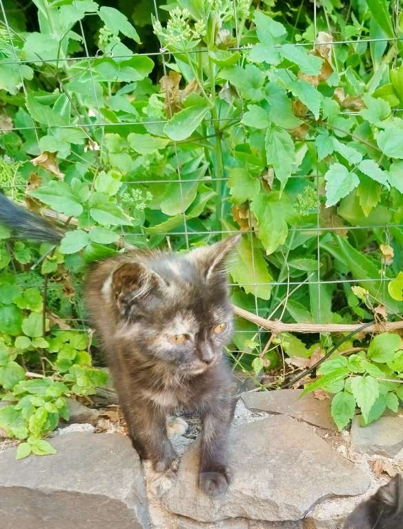 Кошки в Таганроге: В добрые руки Мальчик, Бесплатно - фото 4