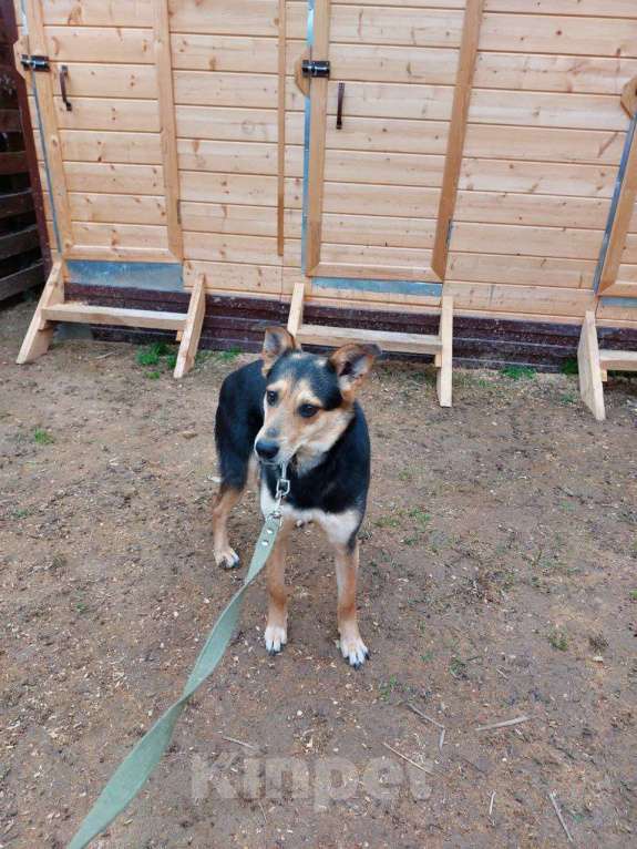 Собаки в Москве: Бари Мальчик, Бесплатно - фото 7