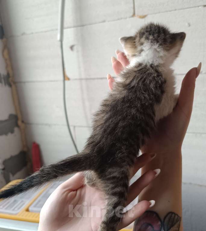 Кошки в других городах Московской области: Милый полосатик ищет любящих родителей и комфортный дом Мальчик, Бесплатно - фото 3