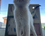 Кошки в Москве: Три маленьких котенка ищут своих родителей🐱 Разнополые, Бесплатно - фото 5