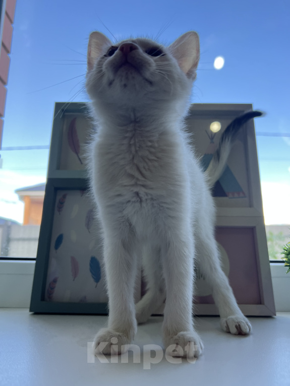 Кошки в Москве: Три маленьких котенка ищут своих родителей🐱 Разнополые, Бесплатно - фото 5