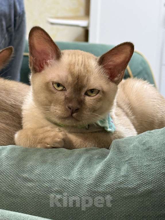 Кошки в Санкт-Петербурге: Котёнок Европейской бурмы Мальчик, 40 000 руб. - фото 3