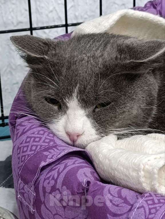 Кошки в Мурином: Подарите дом настоящей труженице! 🐾 Девочка, Бесплатно - фото 3