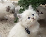 Кошки в Москве: Самые ласковые котята Рэгдолл  Мальчик, 28 000 руб. - фото 2