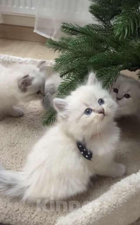 Кошки в Москве: Самые ласковые котята Рэгдолл  Мальчик, 28 000 руб. - фото 2