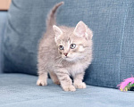 Кошки в Москве: Милый котенок Баксик ищет дом Мальчик, Бесплатно - фото 3