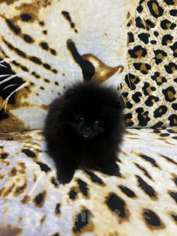 Собаки в Магнитогорске: померанские шпицы Мальчик, 20 000 руб. - фото 4