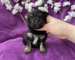 Собаки в Москве: Чёрный йорк мальчик без перецвета Мальчик, 50 000 руб. - фото 1