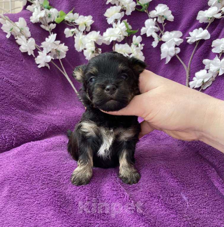 Собаки в Москве: Чёрный йорк мальчик без перецвета Мальчик, 50 000 руб. - фото 1