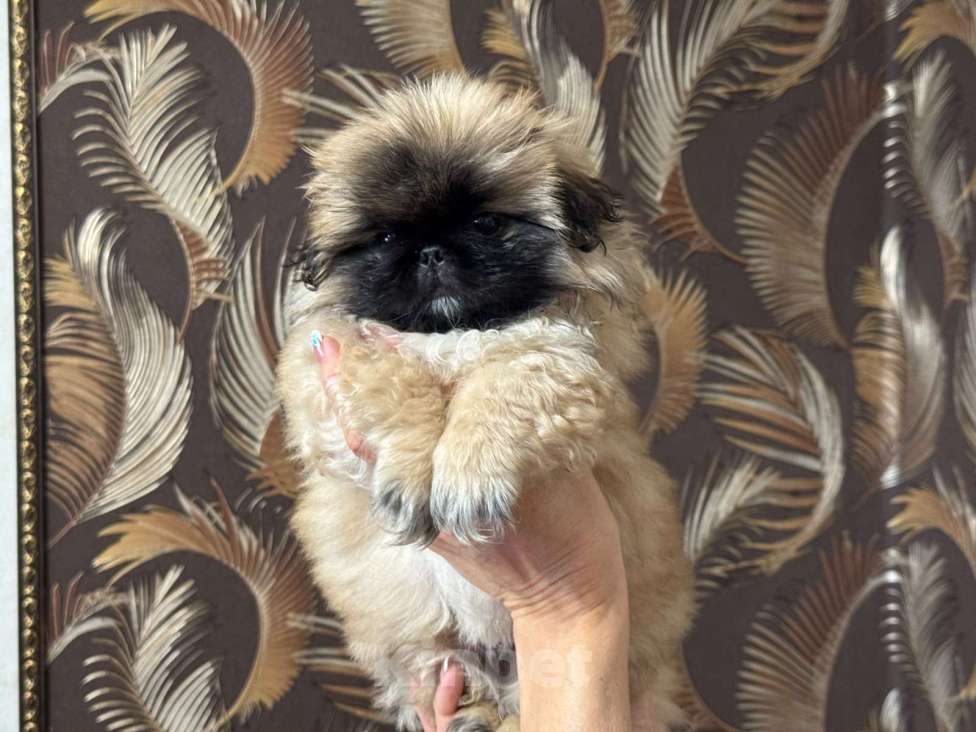 Собаки в Кургане: Щенки пекинеса Мальчик, 20 000 руб. - фото 1