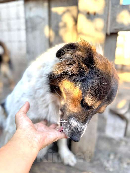 Собаки в Липецке: Ищем дом для Санты, собаки светлой души Девочка, 10 руб. - фото 6