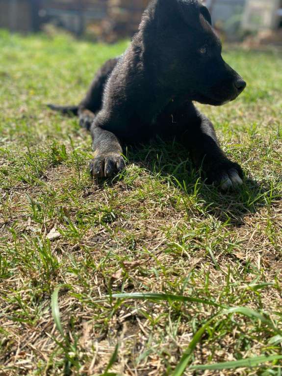 Собаки в Саратове: Отдам в добрые руки щенка от немецкой овчарки и лайки с разноцветными глазами Мальчик, Бесплатно - фото 6