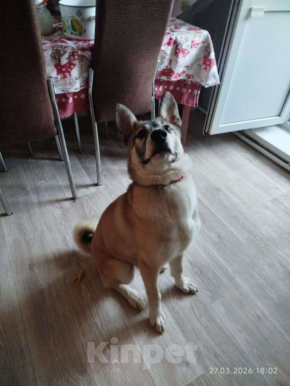 Собаки в других городах Московской области: Тейси в добрые руки Девочка, Бесплатно - фото 1