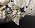Кошки в Подольске: Котята в добрые руки Разнополые, Бесплатно - фото 3
