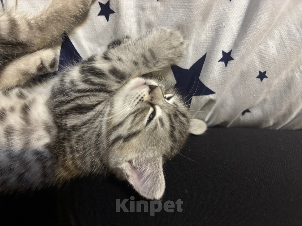 Кошки в Подольске: Котята в добрые руки Разнополые, Бесплатно - фото 3