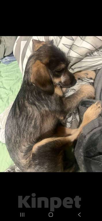 Собаки в Москве: Щенок в добрые руки  Девочка, Бесплатно - фото 2