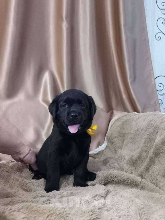 Собаки в Кирове: щенки лабрадора ретривера Мальчик, 40 000 руб. - фото 5